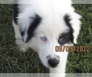Australian Shepherd Puppy for Sale in DRUMORE, Pennsylvania USA