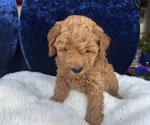 Small #10 Goldendoodle (Miniature)