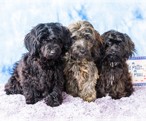 Poovanese Litter for sale in WAKARUSA, IN, USA