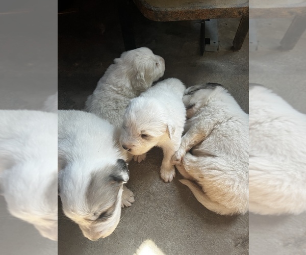 Medium Photo #4 Great Pyrenees Puppy For Sale in SPRINGDALE, WA, USA