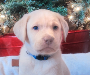Labrador Retriever Puppy for Sale in TEHACHAPI, California USA