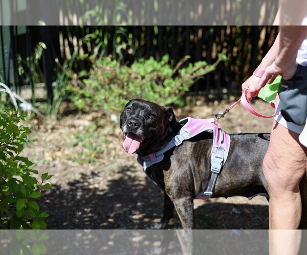 Medium Photo #11 Boxer-Unknown Mix Puppy For Sale in Raleigh, NC, USA