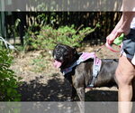 Small #10 Boxer Mix