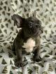 Small Photo #4 French Bulldog Puppy For Sale in FLUSHING, NY, USA