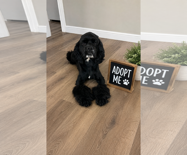 Medium Photo #4 Cock-A-Tzu Puppy For Sale in Euless, TX, USA