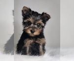 Small #5 Yorkshire Terrier