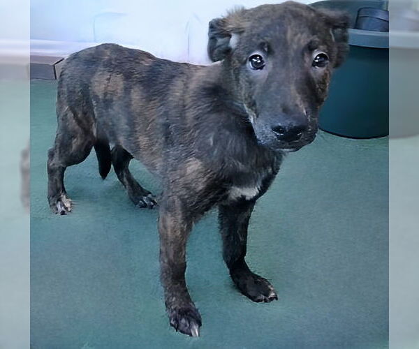 Medium Photo #1 German Shepherd Dog-Unknown Mix Puppy For Sale in Pasadena, CA, USA