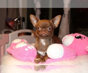 Chihuahua Puppy for sale in SAN JOSE, CA, USA