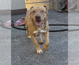 GUS - Male Mutt Dog for Adoption - Photo #2