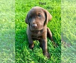 Puppy Red Labrador Retriever