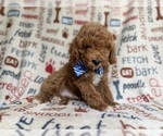 Small #6 Cockapoo (Miniature)