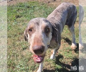 Finn - Male Poodle (Standard)-Unknown Mix Dog for Adoption - Photo #2
