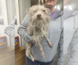 Mutt Dogs for adoption in Linton, IN, USA