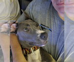Small #12 Great Dane Mix