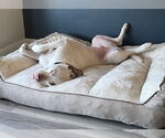 Small #11 American Pit Bull Terrier Mix