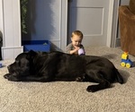 Small Photo #1 Cane Corso Puppy For Sale in STUART, IA, USA