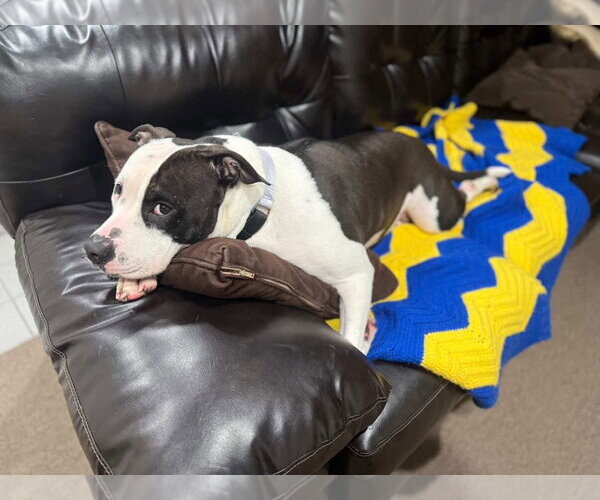 Medium Photo #5 Mutt Puppy For Sale in Brooklyn, NY, USA