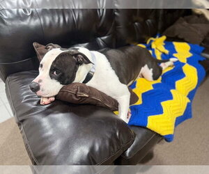 Felicity - Female Mutt Dog for Adoption - Photo #5