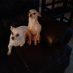Small Photo #1 Chihuahua Puppy For Sale in SILVER SPRING, MD, USA