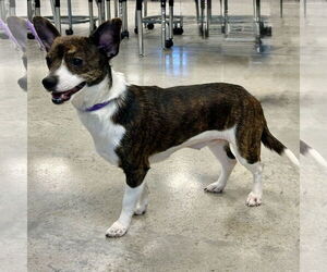 Mutt Dogs for adoption in Batavia, OH, USA