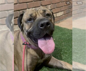 Mastiff Dogs for adoption in Goodyear, AZ, USA