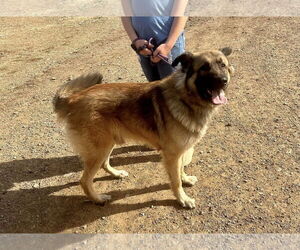 Mutt Dogs for adoption in Minneapolis, MN, USA