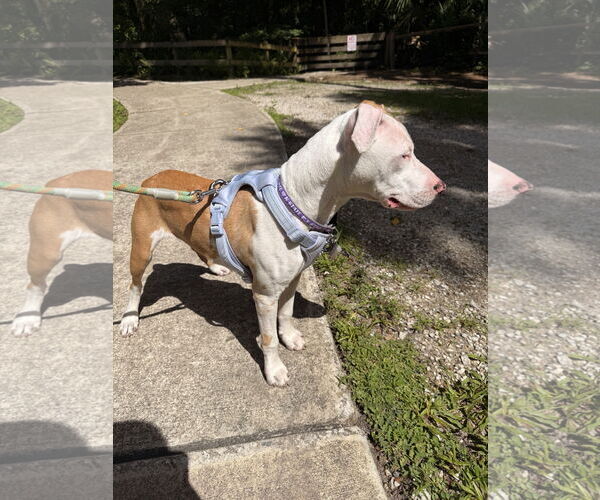 Medium Photo #3 Catahoula Leopard Dog-Unknown Mix Puppy For Sale in Sanford, FL, USA