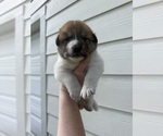 Small #24 Ausky-Great Pyrenees Mix