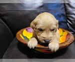 Small Photo #19 Golden Retriever Puppy For Sale in CHIMACUM, WA, USA