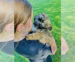 Cockapoo (Toy) Puppy for sale in BLUE SPRINGS, MO, USA