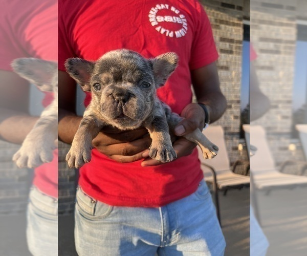 Medium Photo #10 French Bulldog Puppy For Sale in CYPRESS, TX, USA