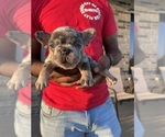 Small Photo #10 French Bulldog Puppy For Sale in CYPRESS, TX, USA