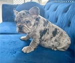 Small Photo #2 French Bulldog Puppy For Sale in NASHVILLE, TN, USA