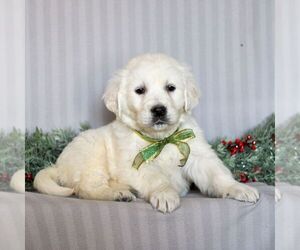 English Cream Golden Retriever Puppy for sale in LITITZ, PA, USA