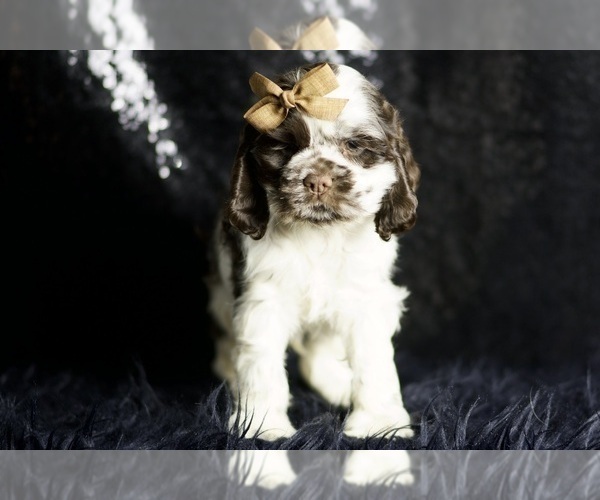 Medium Photo #72 Cocker Spaniel Puppy For Sale in WARSAW, IN, USA