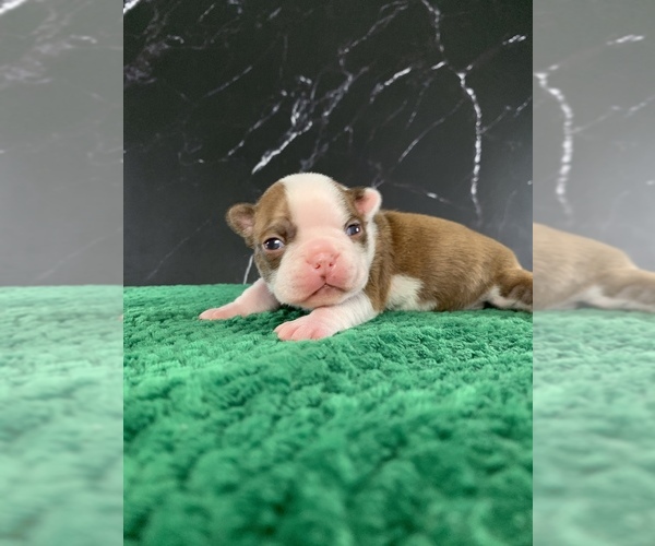Medium Photo #15 Boston Terrier Puppy For Sale in TULARE, CA, USA