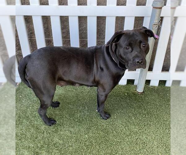 Medium Photo #1 Mutt Puppy For Sale in Modesto, CA, USA