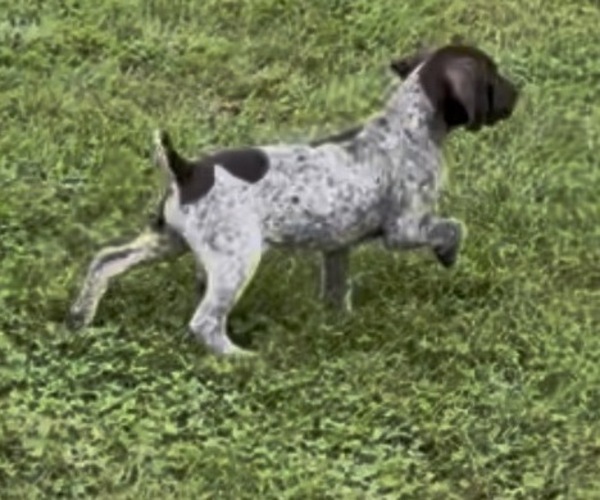 Medium Photo #5 German Shorthaired Pointer Puppy For Sale in WOODSTOCK, CT, USA