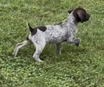 Bruiser - Male German Shorthaired Pointer Puppy for Sale - Photo #5