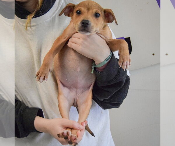Medium Photo #5 Jack Russell Terrier-Unknown Mix Puppy For Sale in Huntley, IL, USA