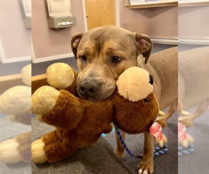 Zeus - Male Mutt Dog for Adoption - Photo #18