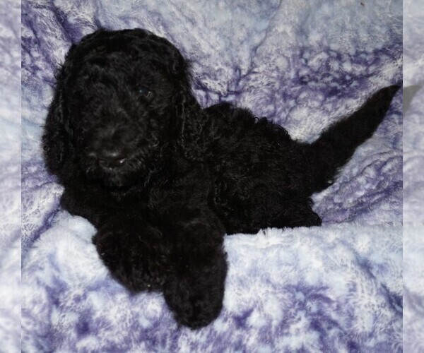 Medium Photo #2 Labradoodle Puppy For Sale in LA HABRA, CA, USA