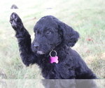 Small Photo #51 Goldendoodle Puppy For Sale in HOWARD CITY, MI, USA