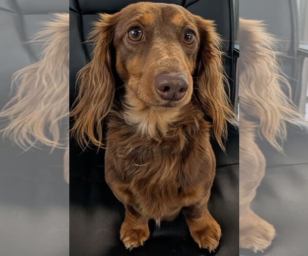 Medium Photo #1 Dachshund Puppy For Sale in Shelbyville, TN, USA