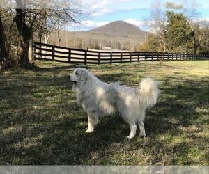 Father of the Great Pyrenees puppies born on 01/25/2022