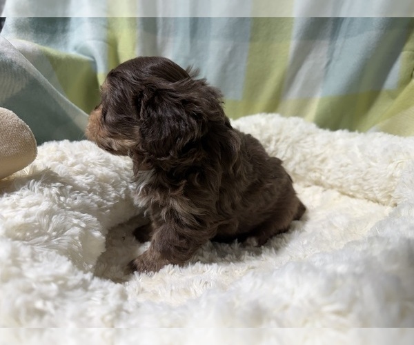 Medium Photo #5 Havapoo Puppy For Sale in GUTHRIE, KY, USA