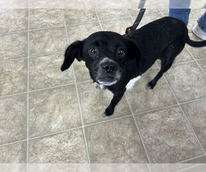 Medium Chihuahua Mix