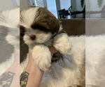 Small Photo #1 Mal-Shi-Shih Tzu Mix Puppy For Sale in SAN ANTONIO, TX, USA