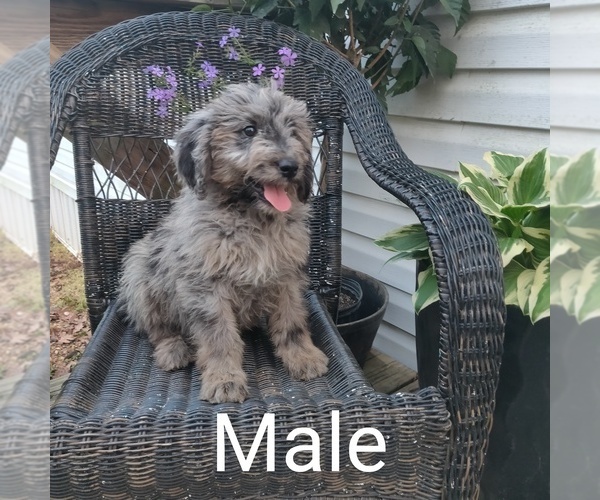 Medium Photo #6 Aussiedoodle Puppy For Sale in COUCH, MO, USA