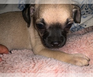 Chug Puppy for sale in STILLWATER, OK, USA